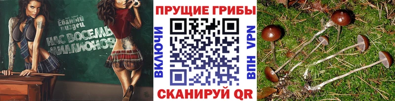Псилоцибиновые грибы прущие грибы кракен сайт Назарово купить закладку